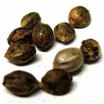 Семена марихуаны АК-47  (Seeds AK-47) в Брюховецкой